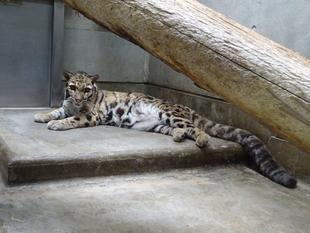 アニルにとって辛い季節がやって来ました