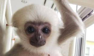 頑張る！プロイ