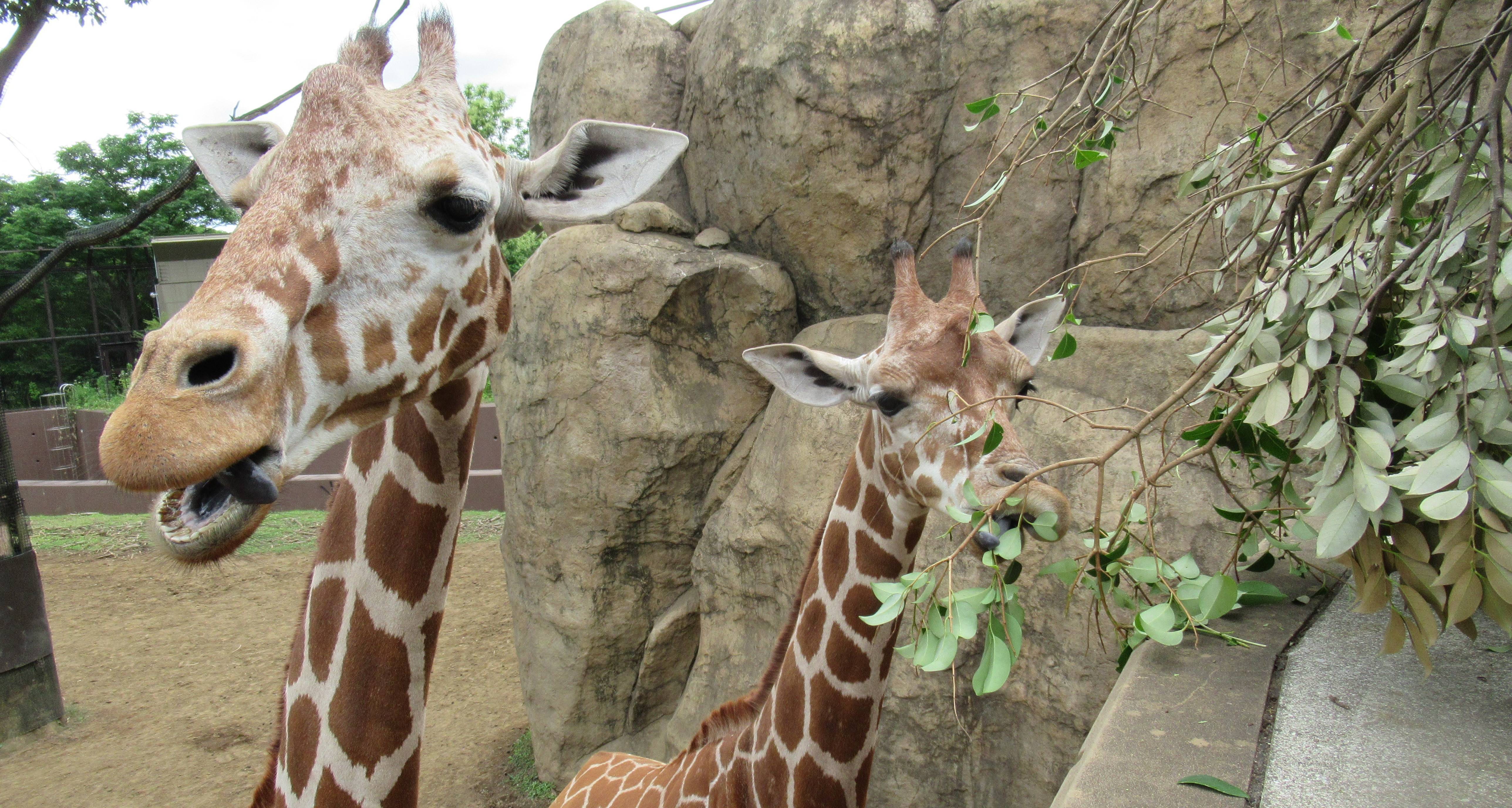 エマ、エミリーおめでとう♪の写真