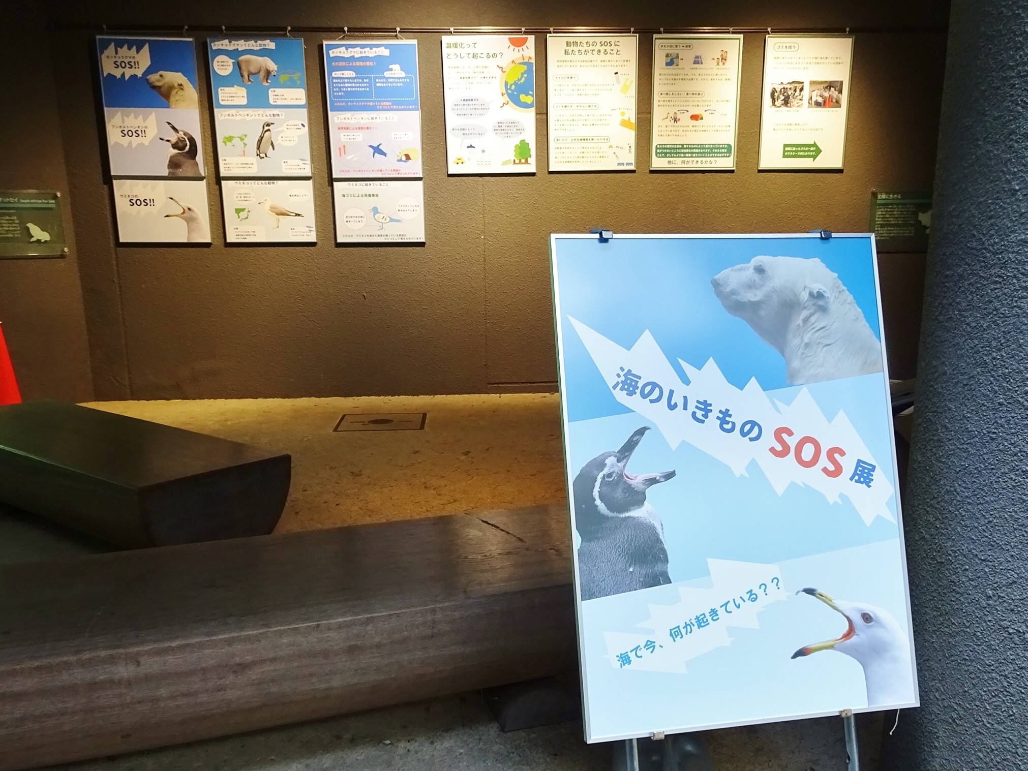 海のいきものSOS展 開催中!の写真
