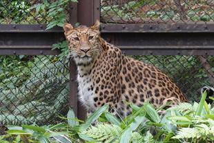 ダッシュにも笹