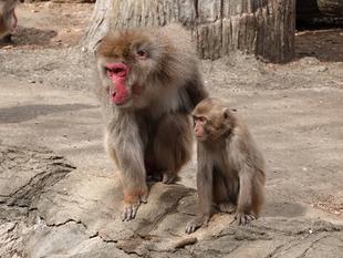 ありがとう、ダイチャン