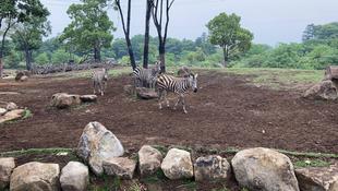 サバンナのシマシマ