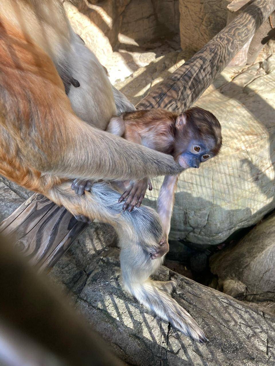 最近のキキ☆*+。の写真