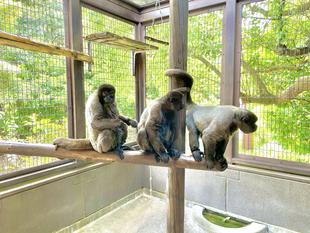 ズーラシアのウーリーモンキーたち②