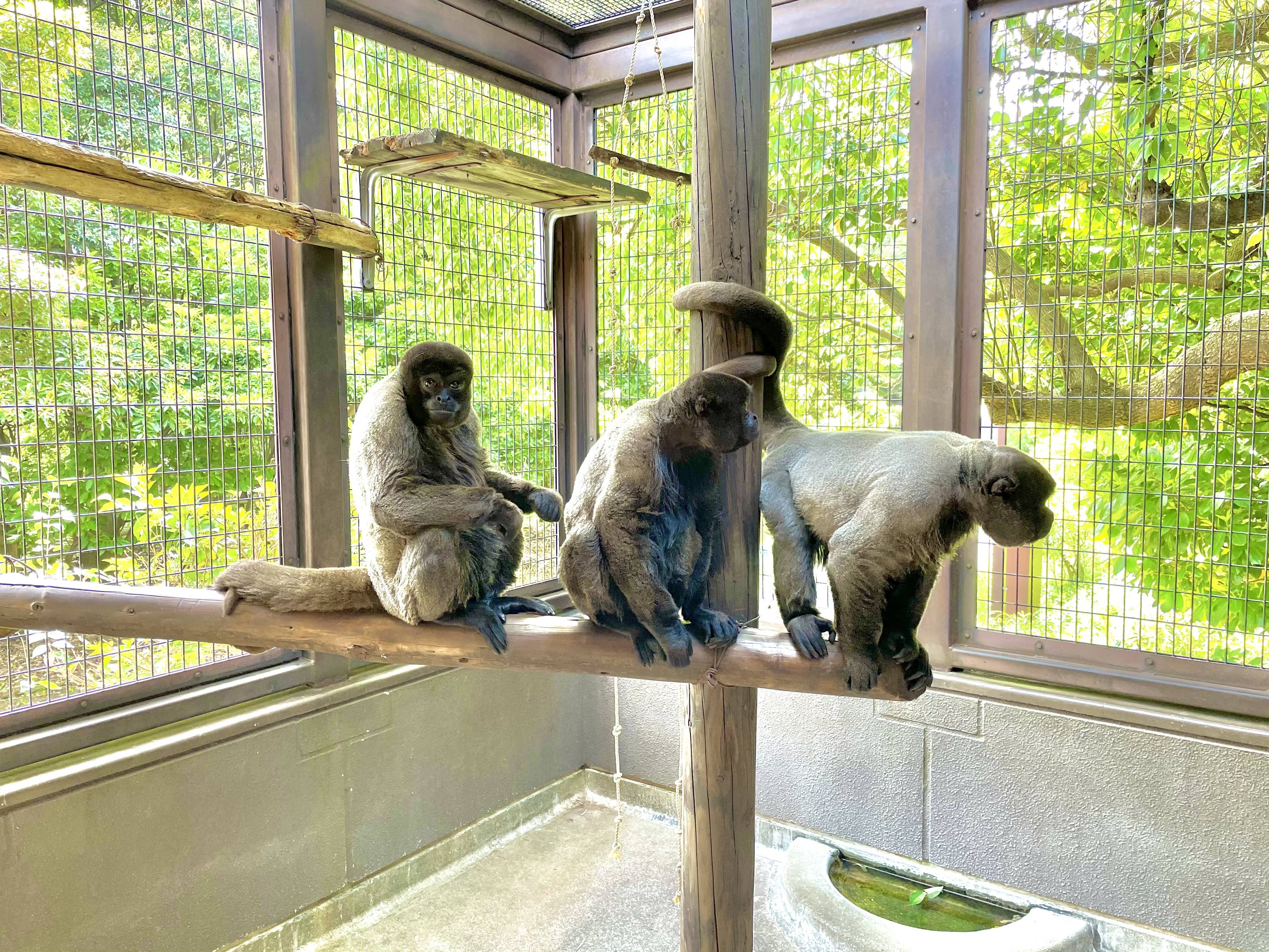 ズーラシアのウーリーモンキーたち②の写真
