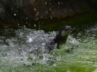フンボルトペンギン、巣立ちました。