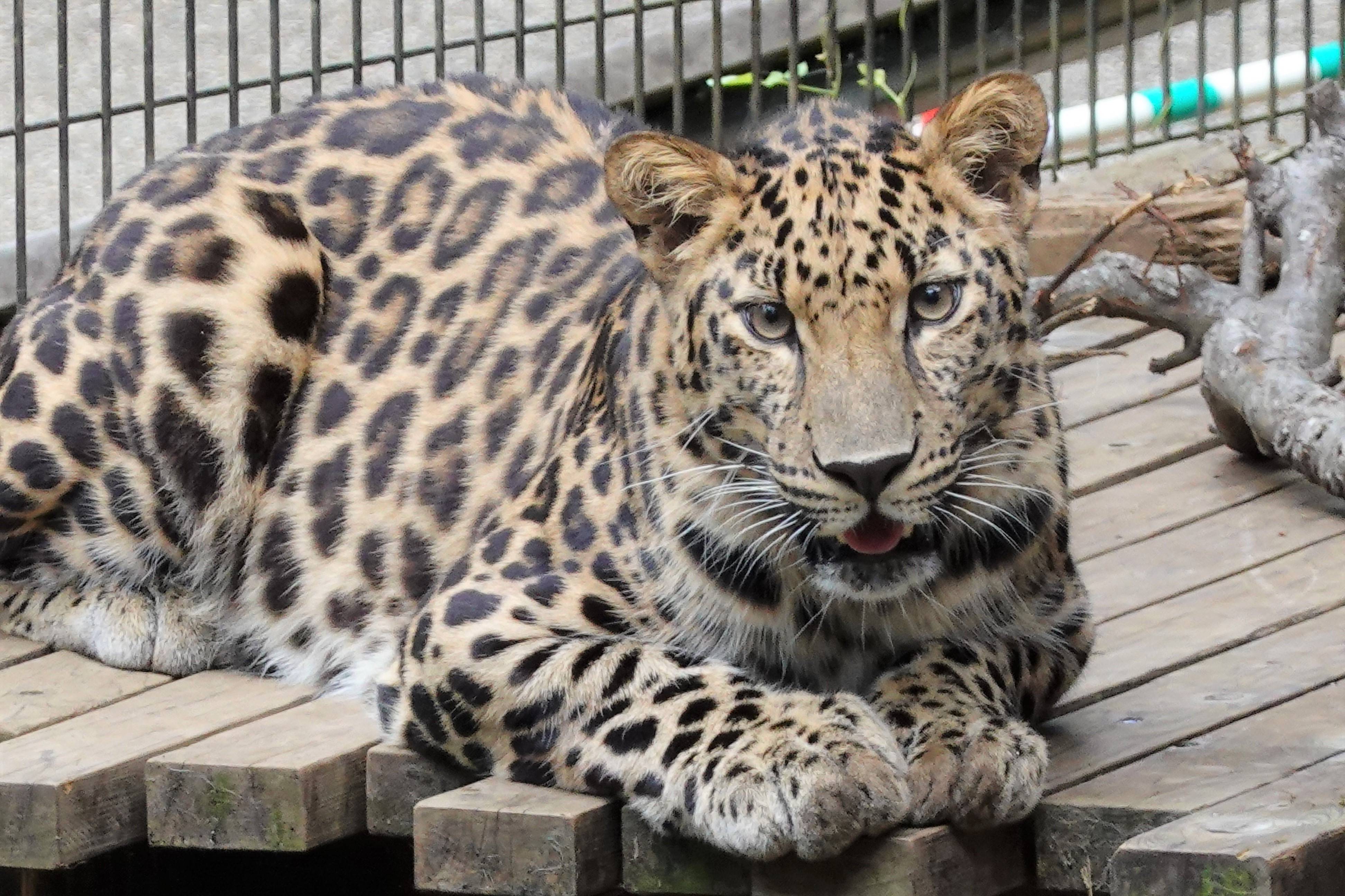 トライ、2歳になりました♪の写真