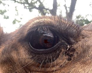 目を守る第三のまぶた