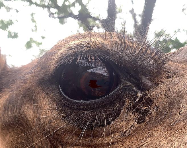 目を守る第三のまぶた アフリカのサバンナ ズーラシア よこはま動物園ズーラシア公式サイト 公益財団法人 横浜市緑の協会 目を守る第三のまぶた アフリカのサバンナ ズーラシア よこはま動物園ズーラシア公式サイト 公益財団法人 横浜市緑の協会
