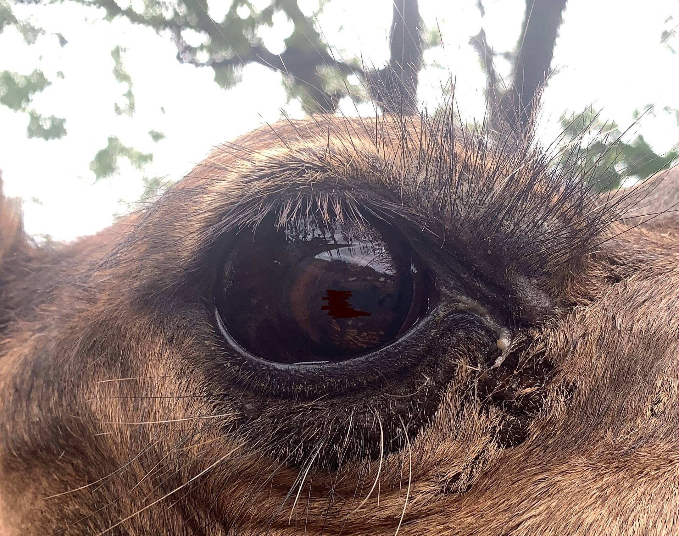 目を守る第三のまぶたの写真