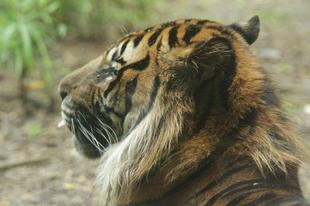 展示場でのガンター