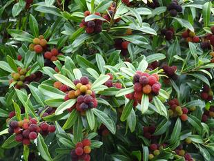 ～　実がたくさん　～