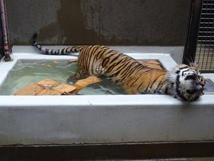 プールが気持ちいい季節・・・②