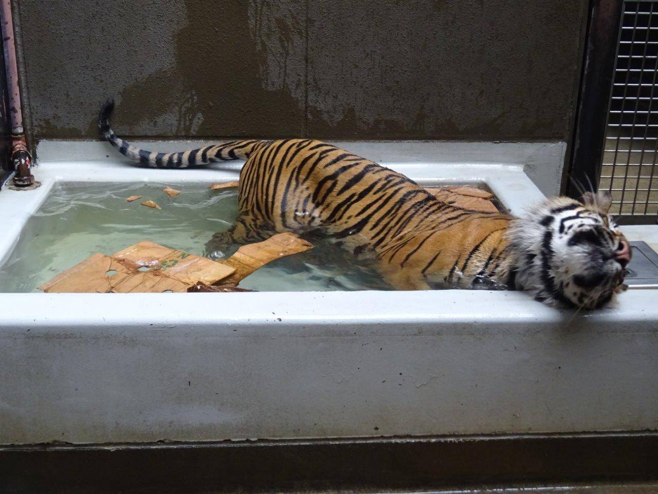 プールが気持ちいい季節・・・②の写真