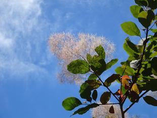 ～　わたがし？　～