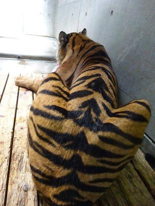 あなたはだ～れ？？