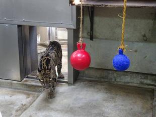 ウンピョウのブーに遊具を!