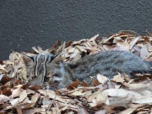 ツシマヤマネコ　赤ちゃん成長記⑮