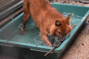 続・モーアのおもちゃ