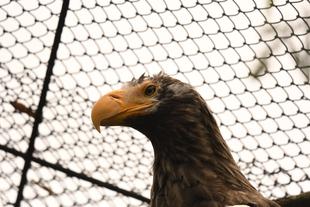 オオワシからのご報告④