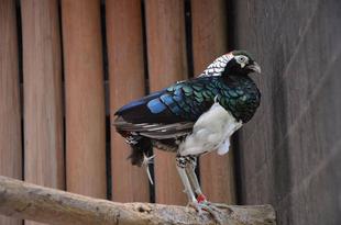 鳥たちも衣替え