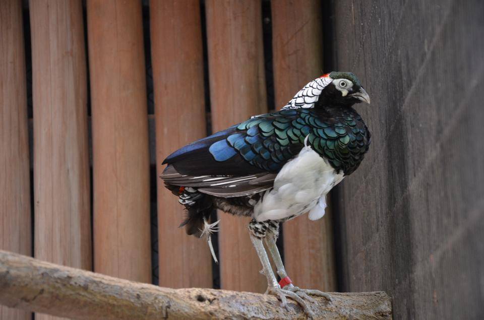 鳥たちも衣替えの写真