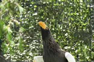 オオワシからのご報告③