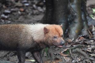 ヤブイヌ通信　　パパマルの展示始めました！