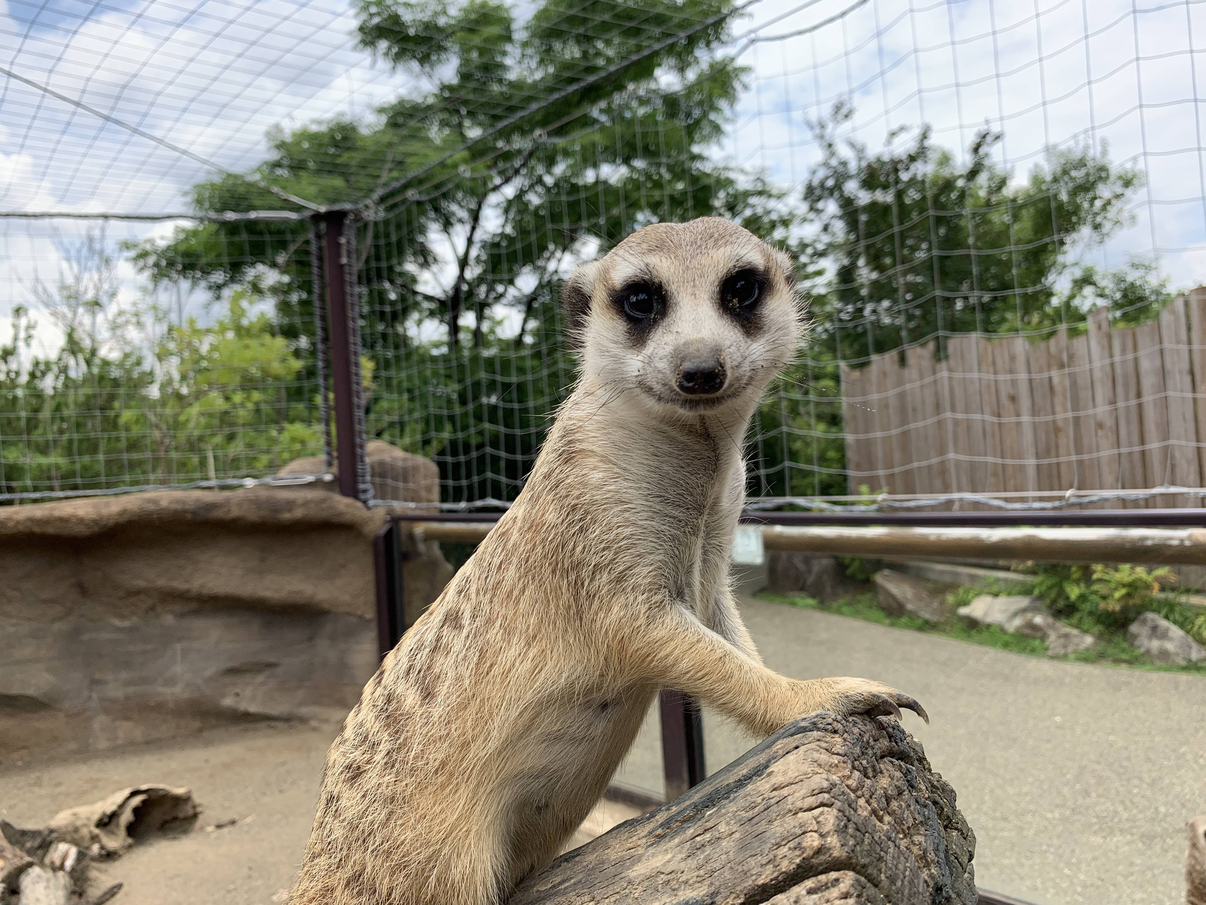 ミーアキャットの 例外 アフリカのサバンナ ズーラシア よこはま動物園ズーラシア公式サイト 公益財団法人 横浜市緑の協会