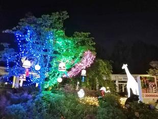 ナイトズーラシアもうすぐ！