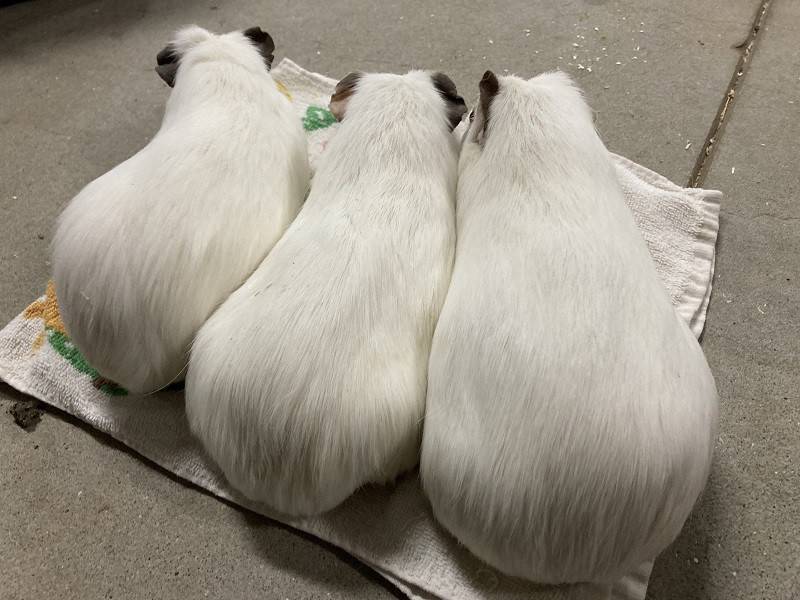 そっくりさんの写真