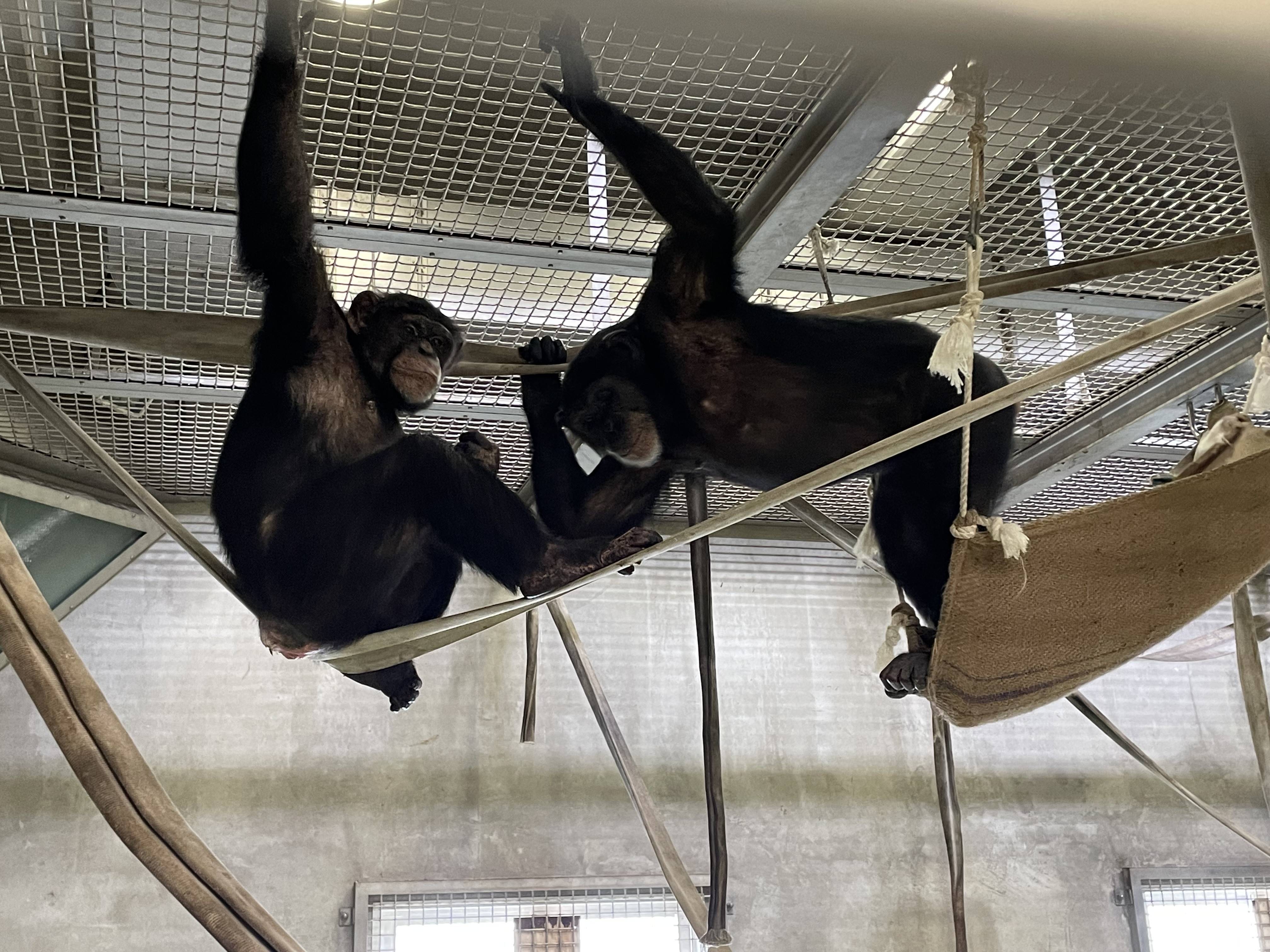 ゴウと群れの様子の写真