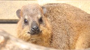 さよなら、ジョス