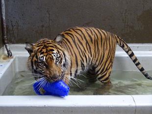 プールが気持ちいい季節・・・①