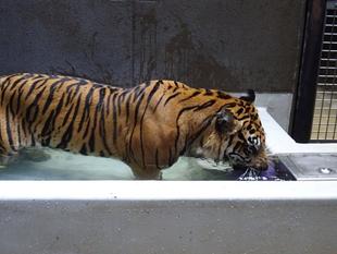 ラウトもプールで！