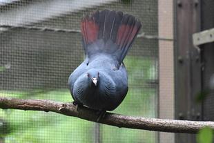 ハトの日だからノトゥに注目!!