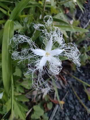 ～　カラスウリ　～