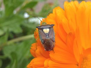 ～　昆虫教室　カメ？　～