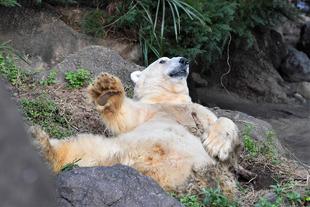 「ジャンブイ良い顔集」っていうお話