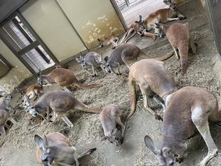 お部屋の中のカンガルー