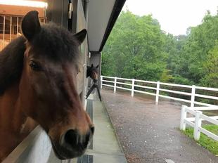 退屈そうな馬たち