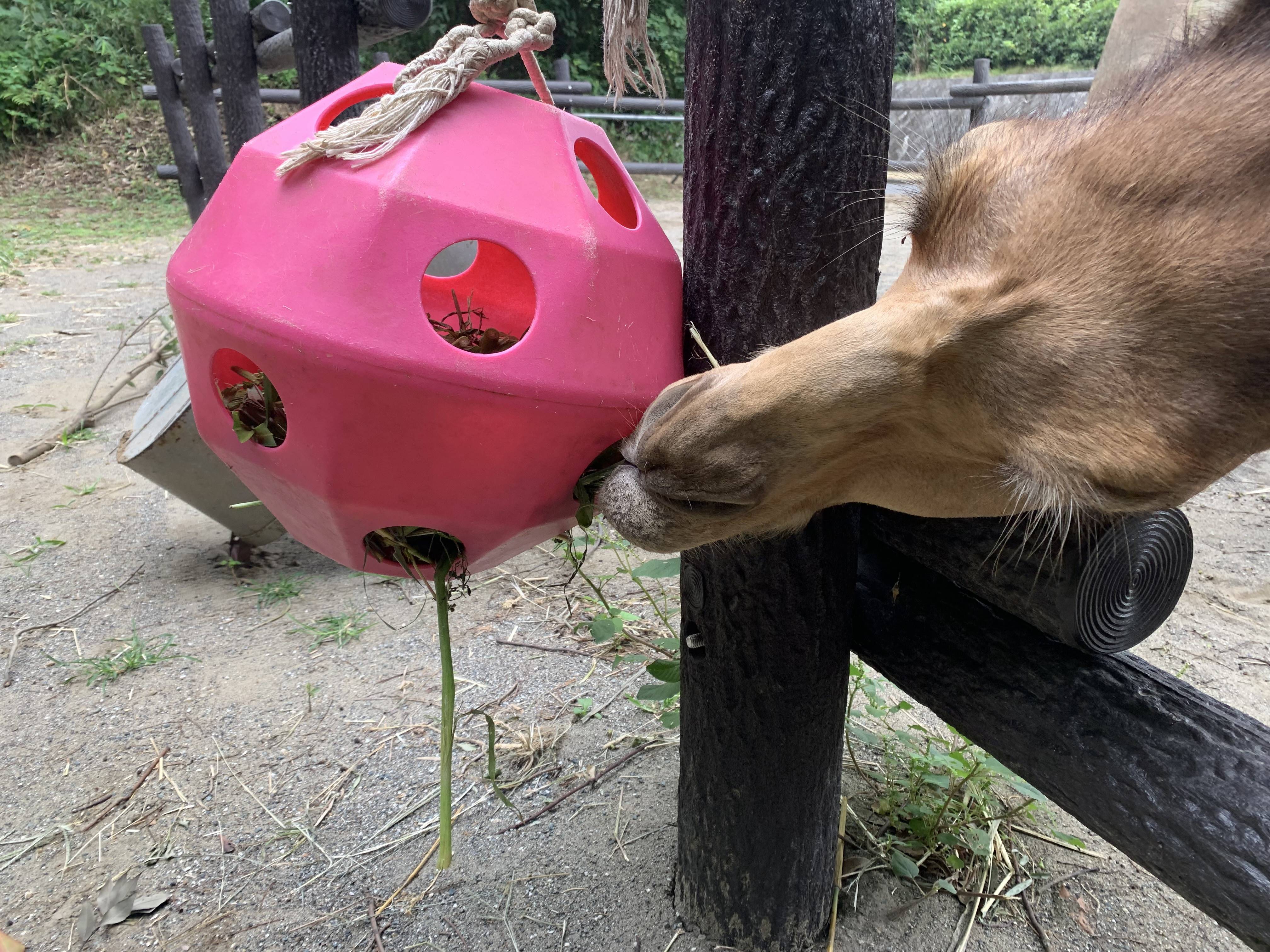 ソフィーの好物の写真