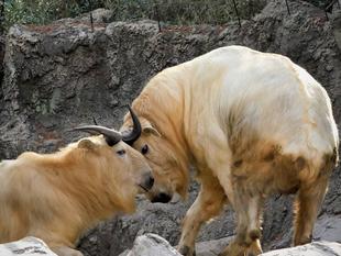 「巨体が好き」っていうお話