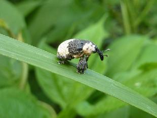 ～　昆虫教室　ゾウ？　～