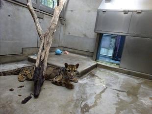 ウンピョウのスパイダーにも遊具を!