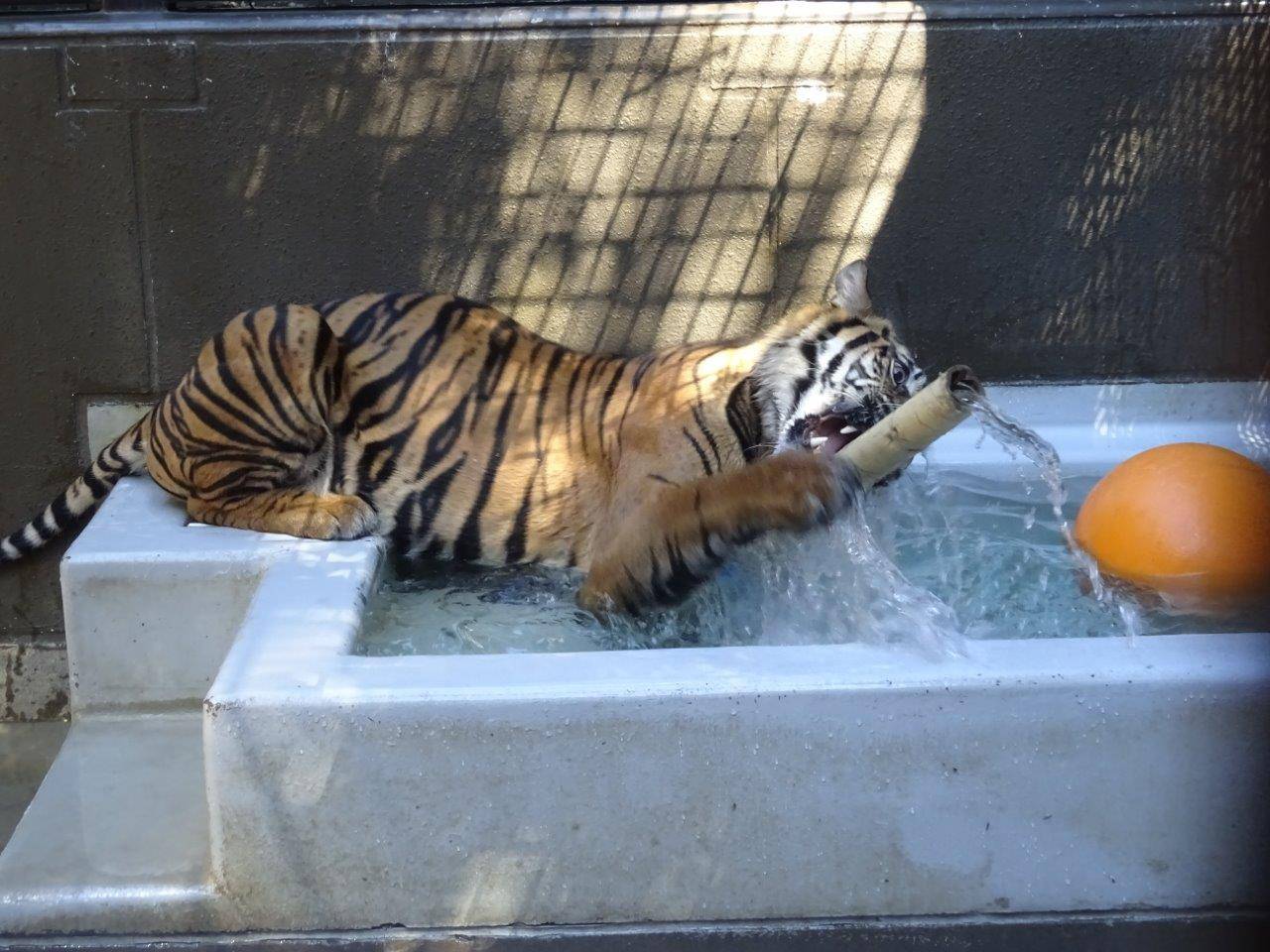 ムジュもプールに!の写真