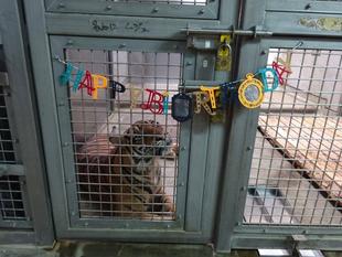 ムジュの誕生日の様子