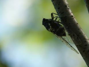 ズーラシアの暑中事情