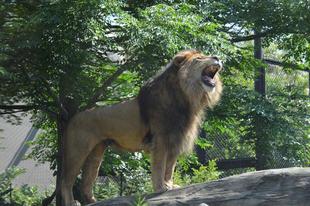 World Lion Day (「`・д・)「